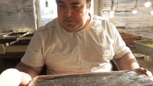 Как посеять петунию. Обзор выращивания из семян махровых, ампельных, крупноцветковых петуний.