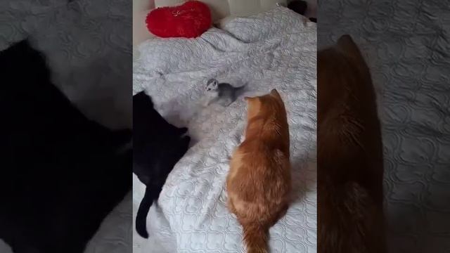 Маленький тиран!