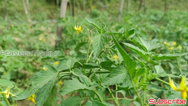 Hybrid Tomato | sakata Keshav 3308  | Tamatar Ki Kheti Kaise Kare | Praveen Thakur