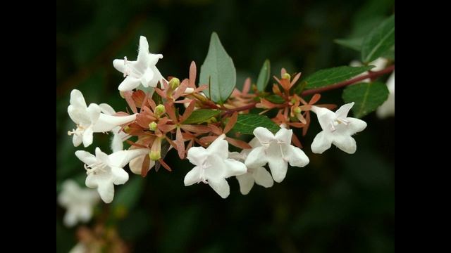 Abelia × grandiflora смотреть онлайн