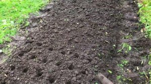 Посадка озимого чеснока осенью/Сажаю чеснок под зиму