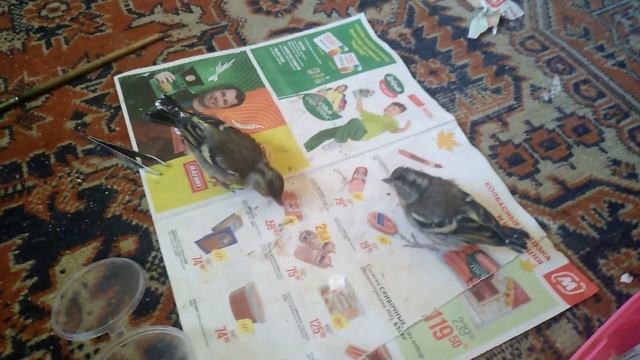 Птенцы трясогузки кушают смотреть онлайн