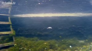 Воблер Pontoon 21 CrackJack. Подводная съемка. Underwater