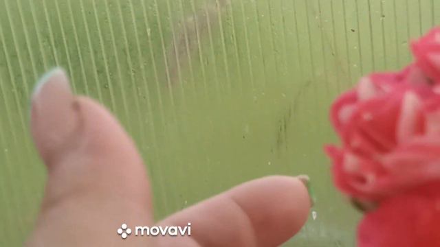 КРАСОТА ПЕЛАРГОНИИ СПАСЕТ МИР)) ТРИ СОРТА МОЕ МНЕНИЕ // ВАЦАП ДЛЯ ЗАКАЗА КАТАЛОГА 8-915-245-81-59 смотреть онлайн