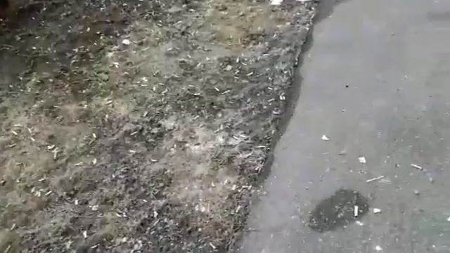 Химки, Марии Рубцовой, люди свиньи. смотреть онлайн