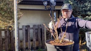 Обрезка метельчатой гортензии «Star Rose»,а все обрезки берем на черенки