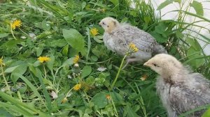 Цыплятам один месяц. Как живет цыпленок который родился в результате эксперимента.