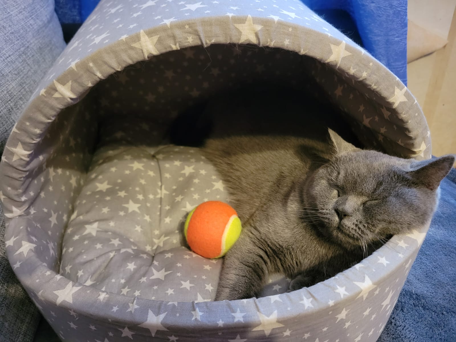 Котики и их жизнь