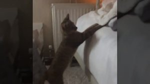 Котёнок породы Серенгети