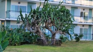 Куба Варадеро. Melia Internacional