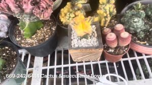 Pots for sell by Cactus & succulents Lover- Đập hộp chậu trồng sen đá siêu đẹp 🌵♥️