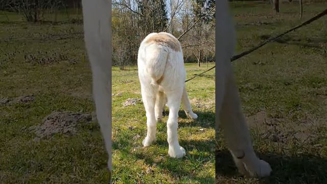 Sold!!! Puppy male ALABAI ( ISHIM × ALIYA ) +375295245256 ( VIBER,WHATSAPP ) BELARUS 🇧🇾 смотреть онлайн