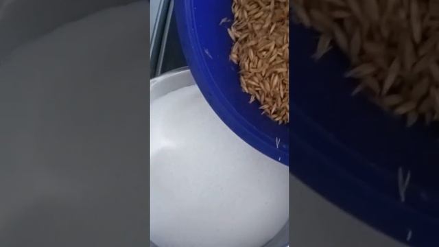 Овсяное молоко, кисель смотреть онлайн