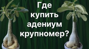 Вам нужны крупномеры? На подвой! Наконец-то узнаю как они цветут. 25 июля 2024 г.