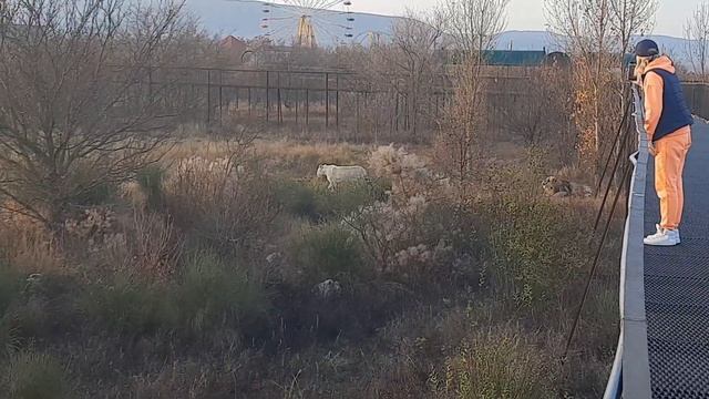 Львы в лучах восходящего солнца. Ричард как всегда неотразим. смотреть онлайн