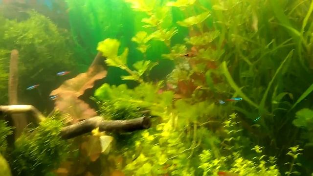 Эритромецин против водорослей
