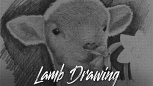 Рисунок ягненка |  lamb drawing