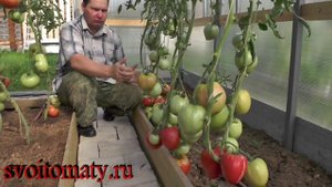 Гигант Подмосковья