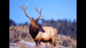 Манок на изюбря в Приморье