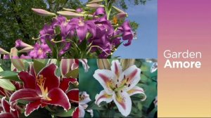 Cottage Farms 9-Piece Amore Fragrant Lily Collection on QVC