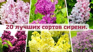 20 лучших сортов сирени.?