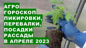 Агрогороскоп пикировки, перевалки, пересадки, посадки рассады в апреле 2023 года