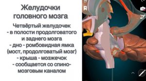 Анатомия: Головной мозг (часть 3): Промежуточный мозг, Желудочки