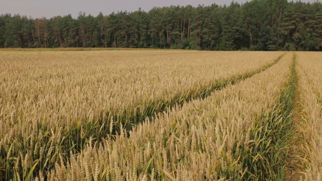 Озимая пшеница- защита инновационными фунгицидами смотреть онлайн