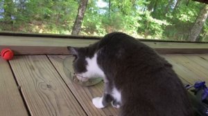 Charlotte Mew Chapbook Contest