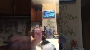 Подробно показываю как сделать прививку вакцинацию щенку Бивер