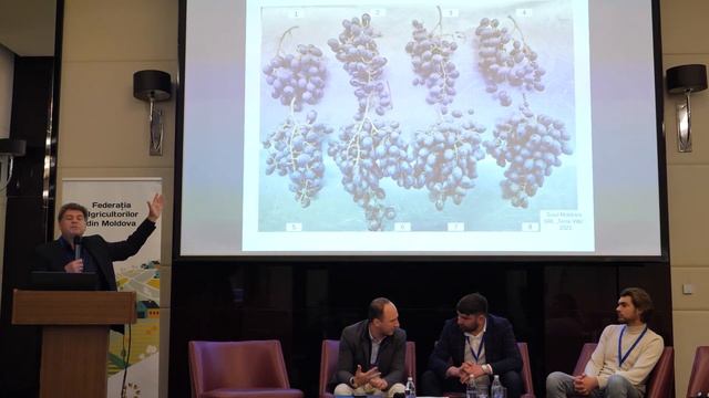 Как выращивают столовый виноград в Молдове? Технологии, сорта, подходы, проблемы и перспективы. смотреть онлайн