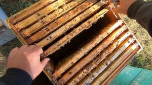 ПРОБЛЕМНЫЕ СЕМЬИ ПЧЁЛ В ОКТЯБРЕ, ПОЗДНЯЯ СМЕНА МАТКИ ПЧЁЛАМИ! СОБИРАЕМ ПРАВИЛЬНО ГНЕЗДО ПЧЁЛ В ЗИМУ