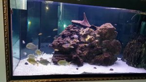 tank 750L Tanganyika +  Metynnis maculatus  Аквариум 750л танганьика + метинисы луна