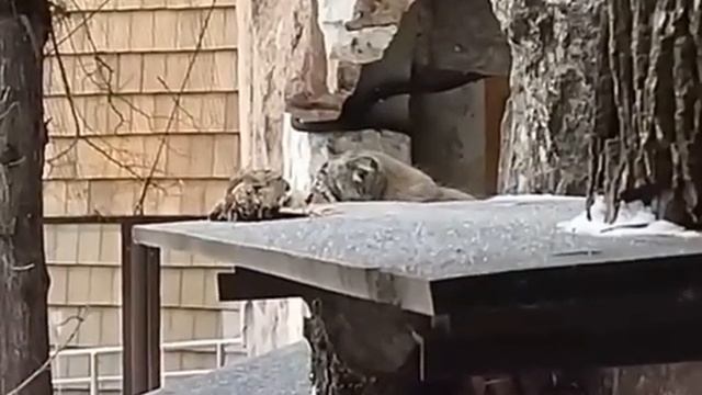 Чеширский манул. Есть только голова Тимофея) смотреть онлайн