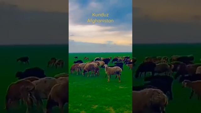 Beautiful Green Desert of Kunduz Afghanistan | Afghanistan village life #shorts #kunduz #afghanista