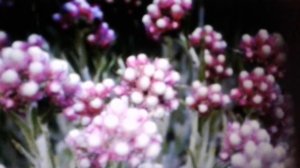 Кошачья лапка: польза и вред.