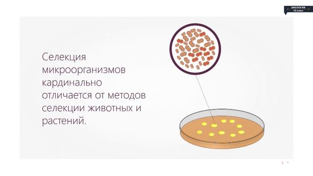 Селекция микроорганизмов презентация 11 класс