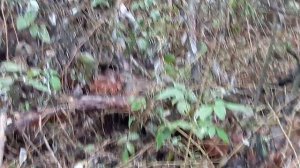 Удачная охота на зайца с русской гончей по чернотропу,белый заяц на черной тропе.