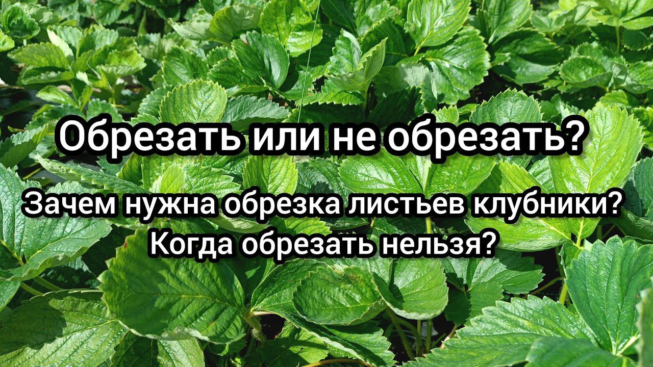 Обрезать или не обрезать листья клубники? Зачем нужна обрезка? Когда обрезать нельзя?