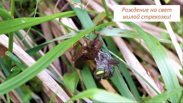 Откуда берутся стрекозы