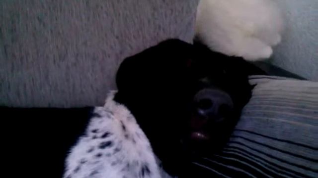 Собака спит( Сопит и храпит) смотреть онлайн