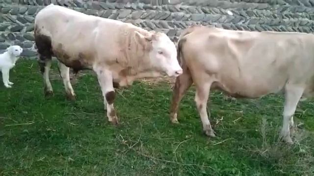 Быку 9 месяцев смотреть онлайн