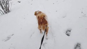 Прогулка с дворняжкой ?