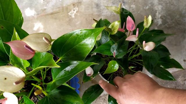 Anthurium mini tak semini namanya смотреть онлайн