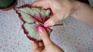 Размножение бегоний. Как укоренить фрагмент листа? Мой опыт.