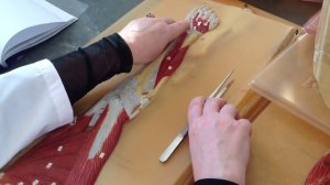 Мышцы нижних конечностей.