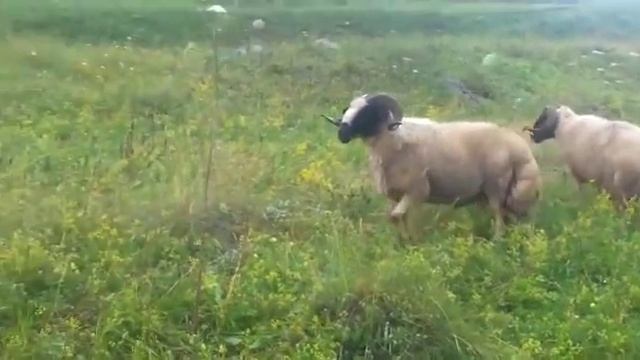 Курдючные бараны смотреть онлайн