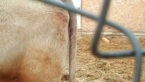 У коровы Милки течка ?