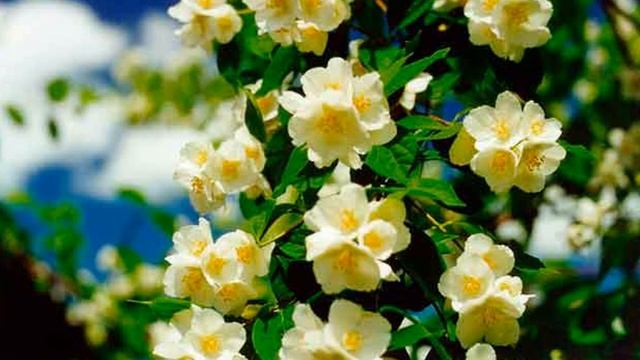 МОИ СТИХИ. Смотрю на небо чистым взглядом (Тина АНСАРОВА) смотреть онлайн