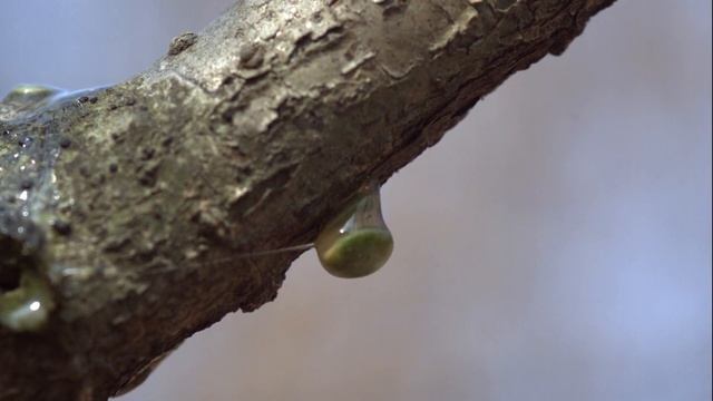 Посев Семян / Sowing Seeds | HD | смотреть онлайн